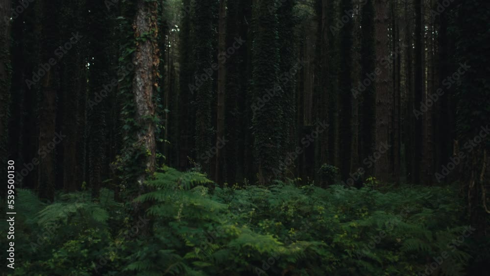 Isolated forest at night with happy and dense trees Isolated forest at night with happy and dense trees