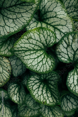 Sterling Silver leaves. Abstract green leaf texture, nature background photo