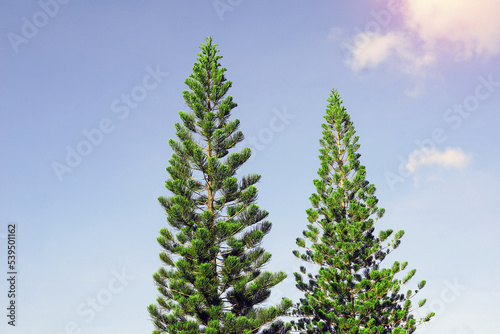 coral reef araucaria, Norfolk island pine is an ornamental plant, branched out into layers beautiful green leaves the canopy is not large Suitable for growing in pots and planted in the garden. © Aoy_Charin