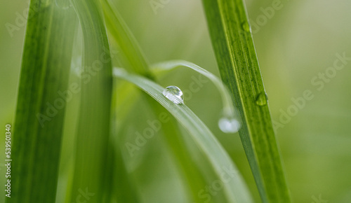 background with grass dew in green colors