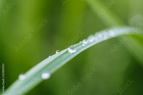 background with grass dew in green colors