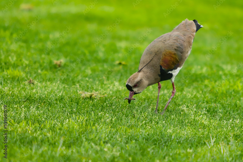 Bird known in Brazil as Quero-quero, Southern Lapwing in Portugal (Vanellus chilensis) bird of the Charadriiformes order, belonging to the Charadriidae family, in a green field with an earthworm in it Bird known in Brazil as Quero-quero, Southern Lapwing in Portugal (Vanellus chilensis) bird of the Charadriiformes order, belonging to the Charadriidae family, in a green field with an earthworm in it