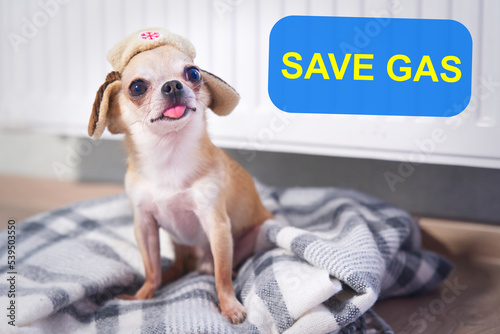 Fototapeta Naklejka Na Ścianę i Meble -  Sad frozen little small puppy Chihuahua lying on floor in plaid, blanket near heating radiator at home. Cold winter in Europe countries cities. Dog freezing in living room warming. Rising costs of gas