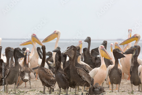 Pink pelicans with chicks on the shore of Lake Manich-Gudilo in Kalmykia, Russia photo