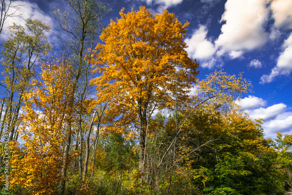 Fototapeta premium autumn in the forest