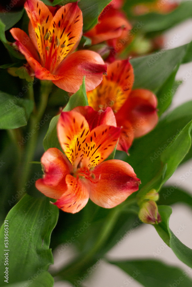 Beautiful red flowers bouquet in glass flowerpot near of white wall. Beautiful red flowers bouquet in glass flowerpot near of white wall.
