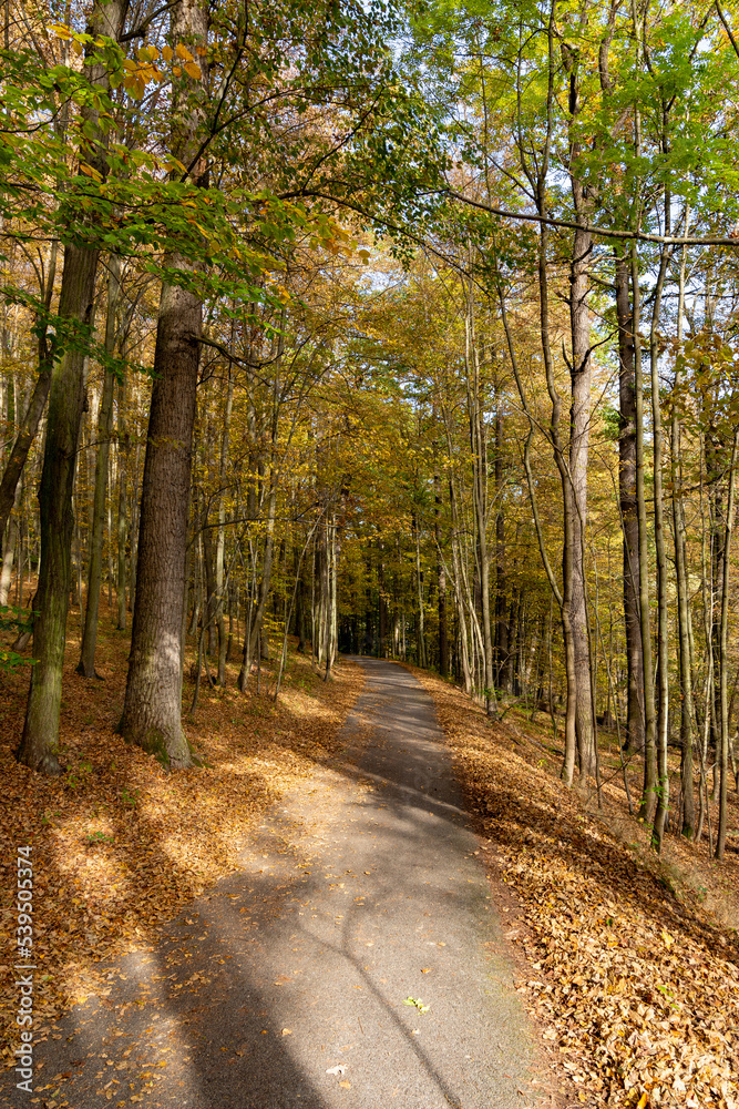 Fototapeta premium Road in the autumn forest.