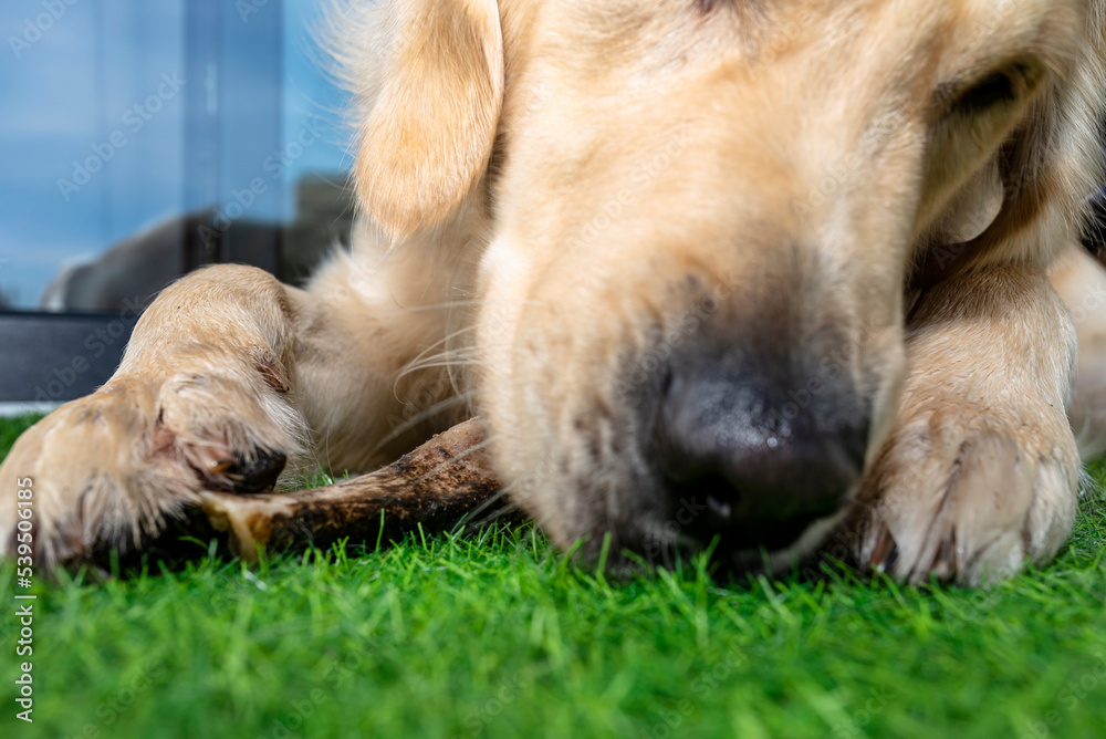 A young male golden retriever is eating a bone outside in front of a patio window on artificial grass. A young male golden retriever is eating a bone outside in front of a patio window on artificial grass.