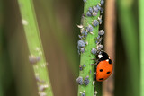 Sustainable biological control of pests, with Coccinella septempunctata, ladybug.