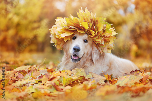 Beautiful dog wearing maple tree leafs wreath