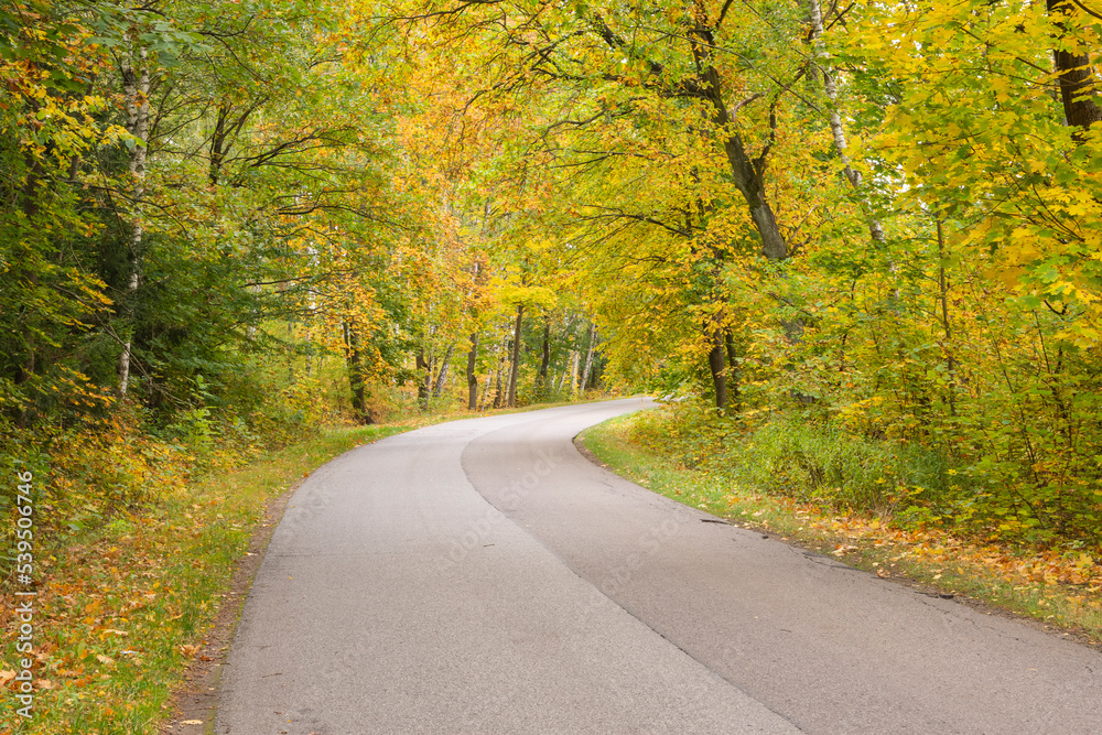 Obraz premium Autumn forest in the rays of the sun and the road in autumn colors. Day.