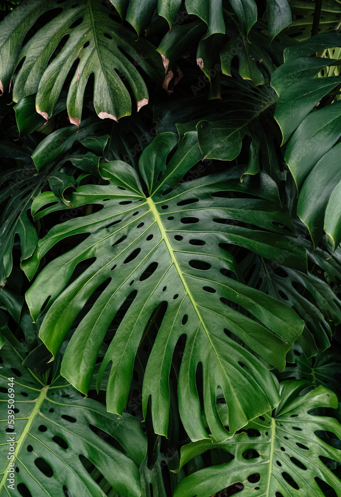Monstera leaves, philodendron Monstera leaves, philodendron
