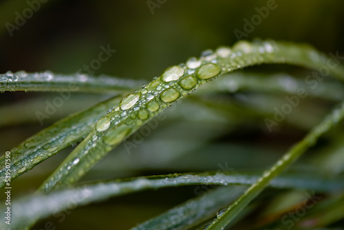 Rain drops or dew on bent blades of gras haulms. Macro close up on a green wet meadow in Iserlohn Sauerland Germany. Light reflected by the lenticular drops after heavy rain in autumn fall season.