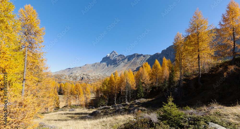 Fototapeta premium autumnal view of Valmalenco in the Acquanegra alpe area, Italy