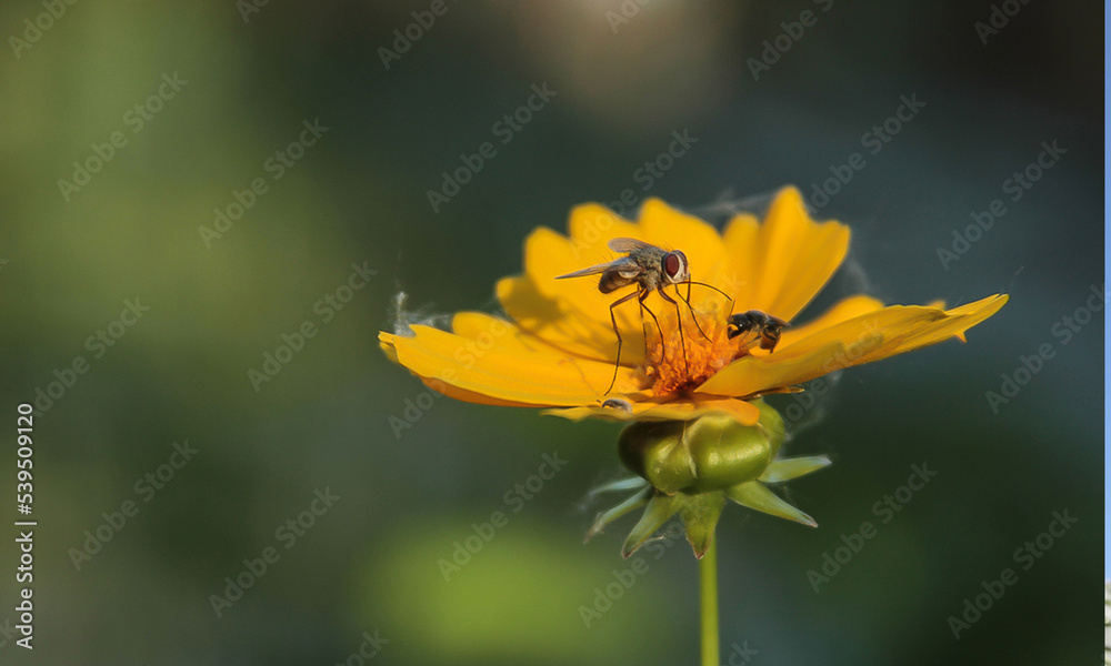 Fly sitting on a yellow flower Fly sitting on a yellow flower