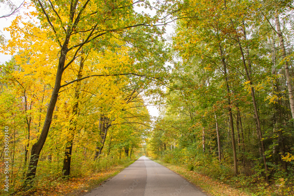 Autumn forest in the rays of the sun and the road in autumn colors. Day.