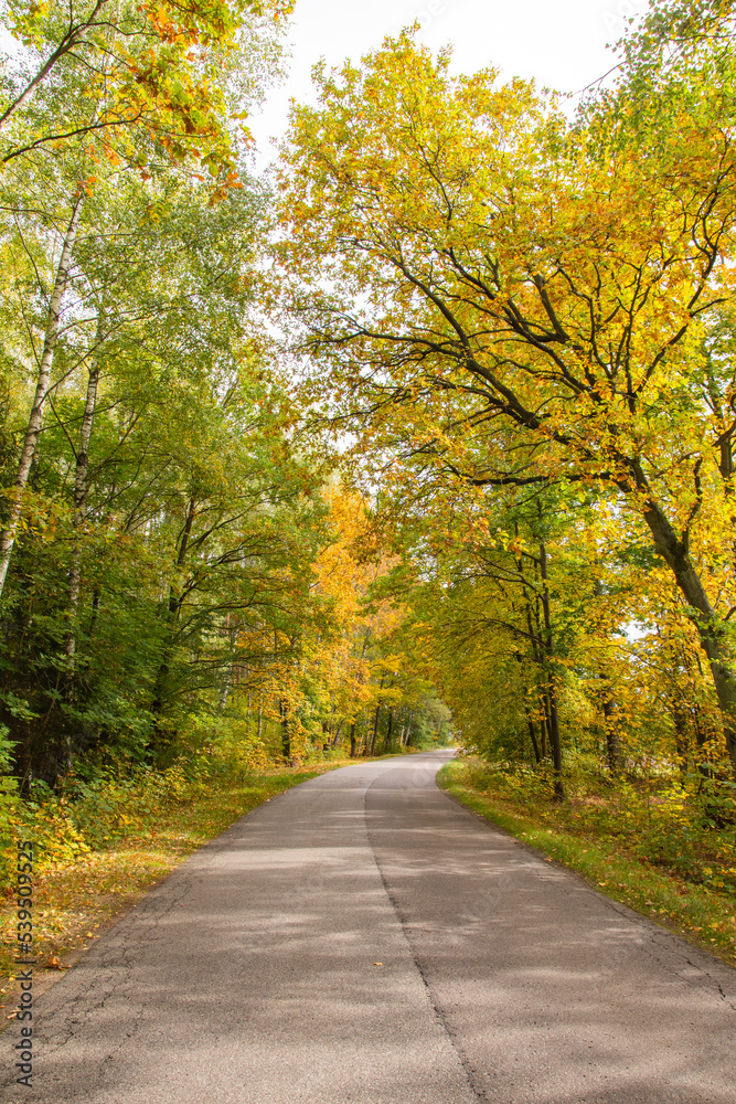 Autumn forest in the rays of the sun and the road in autumn colors. Day. Autumn forest in the rays of the sun and the road in autumn colors. Day.