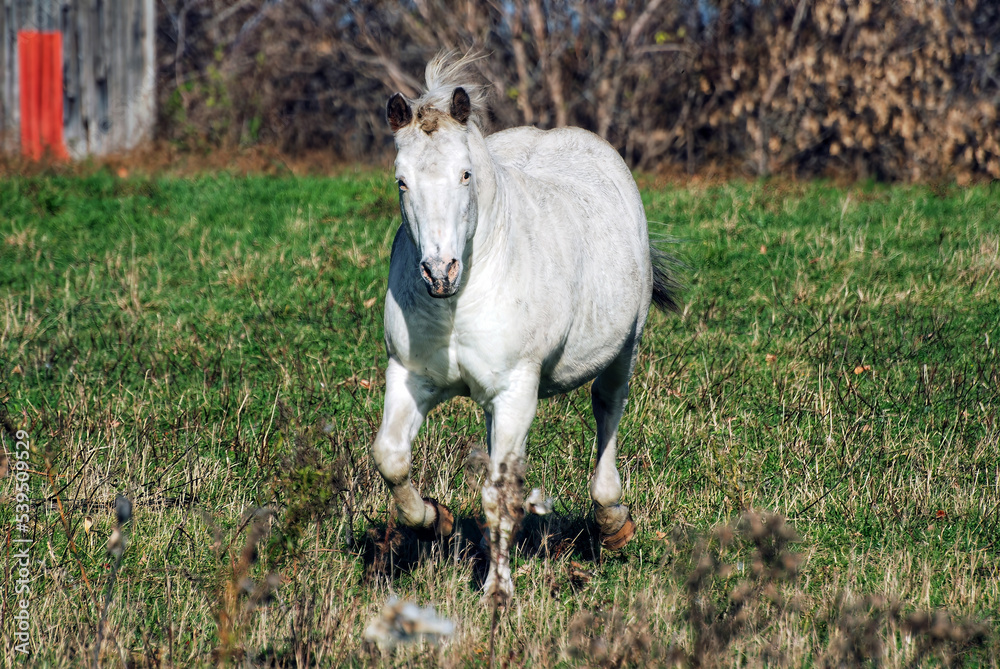White horse running toward camera in field White horse running toward camera in field
