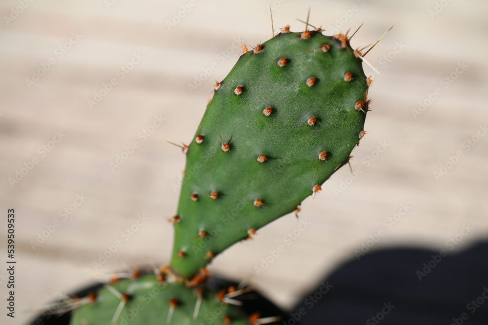 Opuncja phaeacantha Erinacea Opuncja phaeacantha Erinacea