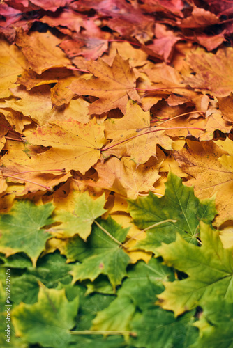 Colorful maple leaf foilage. High quality photo