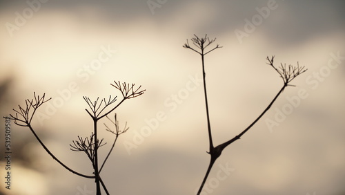 Silhouette of grass with the background of defocused sky at sunrise