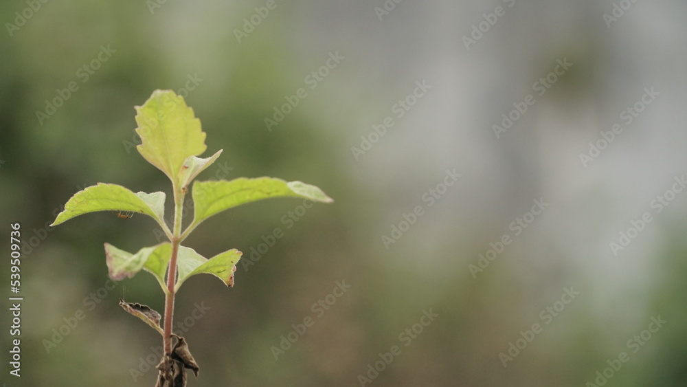 Selected focus of green grass with blur background Selected focus of green grass with blur background