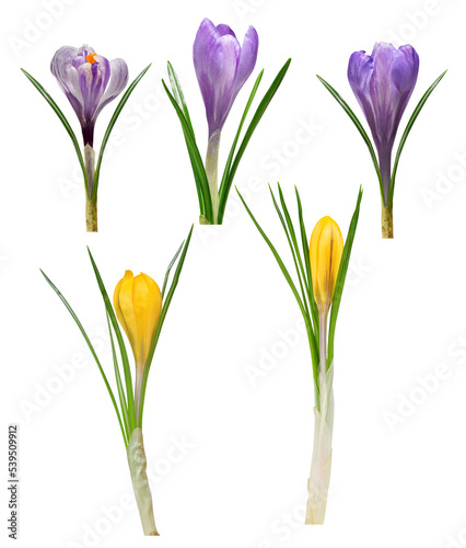 Spring flowers crocus isolated , PNG.