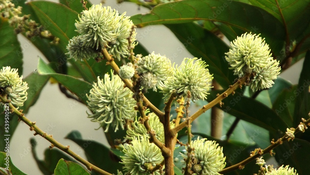 Young Rambutan Fruit Young Rambutan Fruit