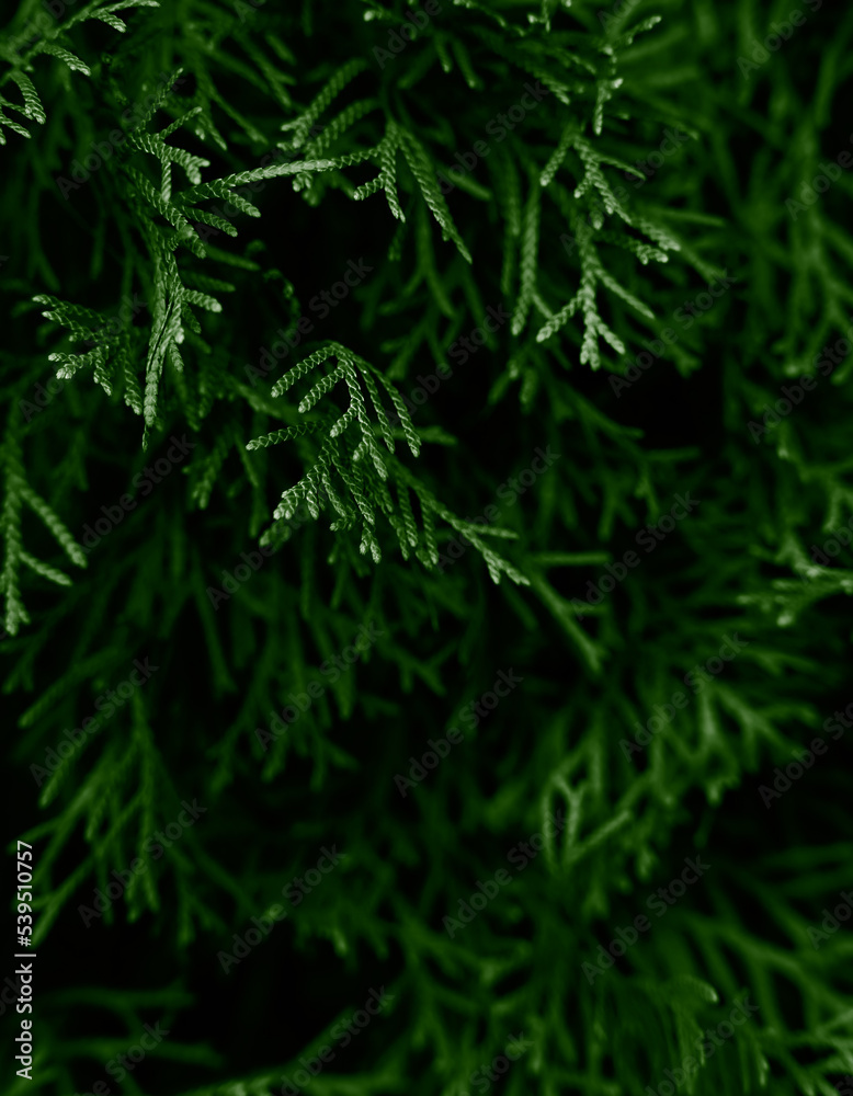 Pattern of green leaves. Natural background and wallpaper. Close-up. Selective focus. Pattern of green leaves. Natural background and wallpaper. Close-up. Selective focus.