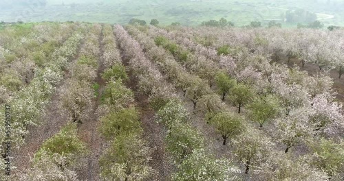 Aerial View of field of Plum trees. Mishmar HaYarden, Northern District, Israel. photo