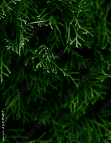 Pattern of green leaves. Natural background and wallpaper. Close-up. Selective focus.