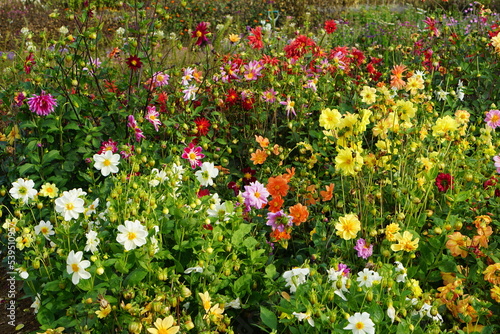 Fototapeta Naklejka Na Ścianę i Meble -  Dahlia garden, photographed in Suffolk, UK, Sony a6000, dahlia, October 2022