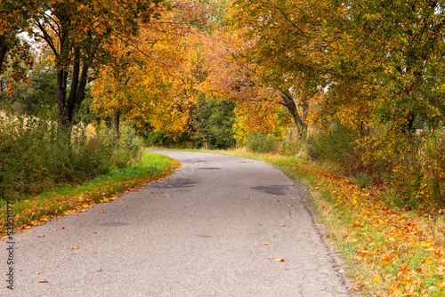 Fototapeta Naklejka Na Ścianę i Meble -  Autumn forest in the rays of the sun and the road in autumn colors. Day.