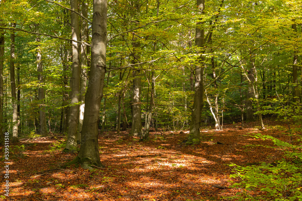 A forest illuminated by the autumn sun A forest illuminated by the autumn sun