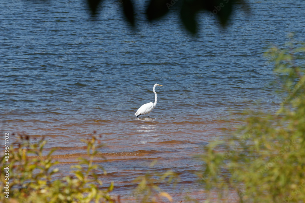 Looking thru the bushes at a white egret standing in the water. Looking thru the bushes at a white egret standing in the water.