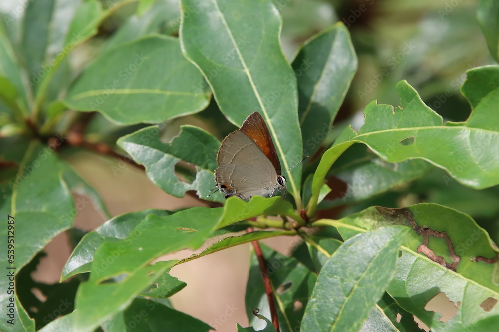 Common Red Flash Butterfly under the sun Common Red Flash Butterfly under the sun