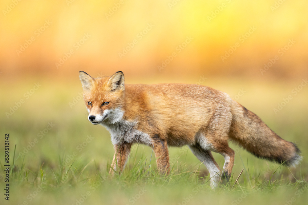 Fox Vulpes vulpes in autumn scenery, Poland Europe, animal walking among winter meadow in orange background