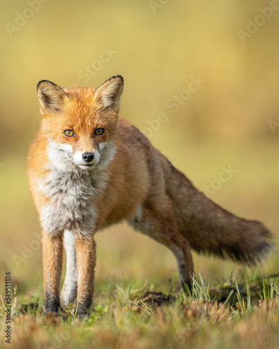 Fox Vulpes vulpes in autumn scenery, Poland Europe, animal walking among winter meadow in orange background