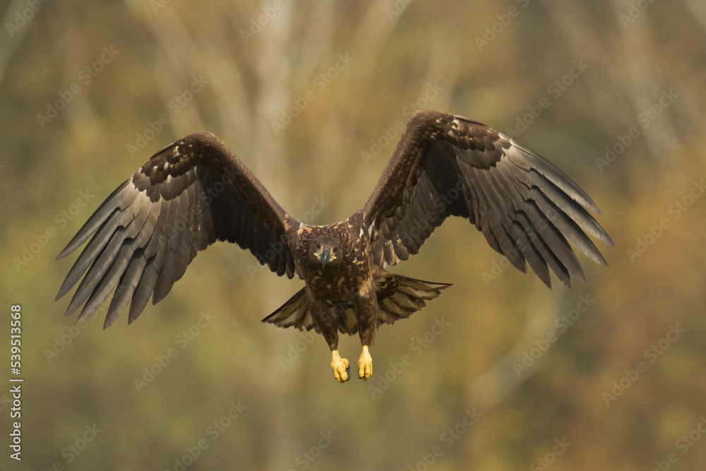 Obraz premium Majestic predator White-tailed eagle, Haliaeetus albicilla in Poland wild nature