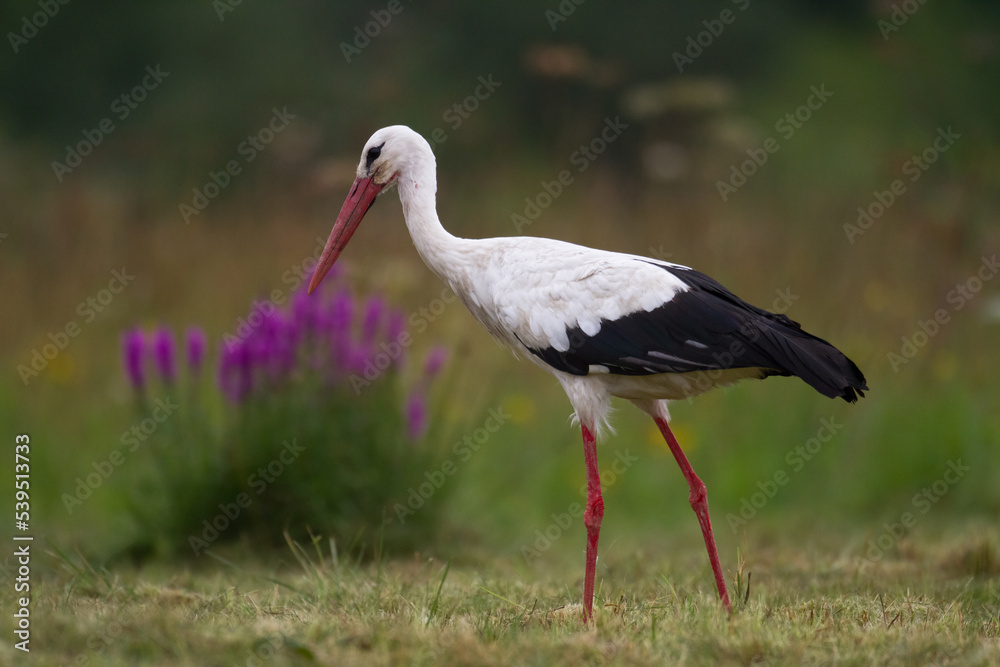 Fototapeta premium Bird White Stork Ciconia ciconia hunting time summer in Poland Europe
