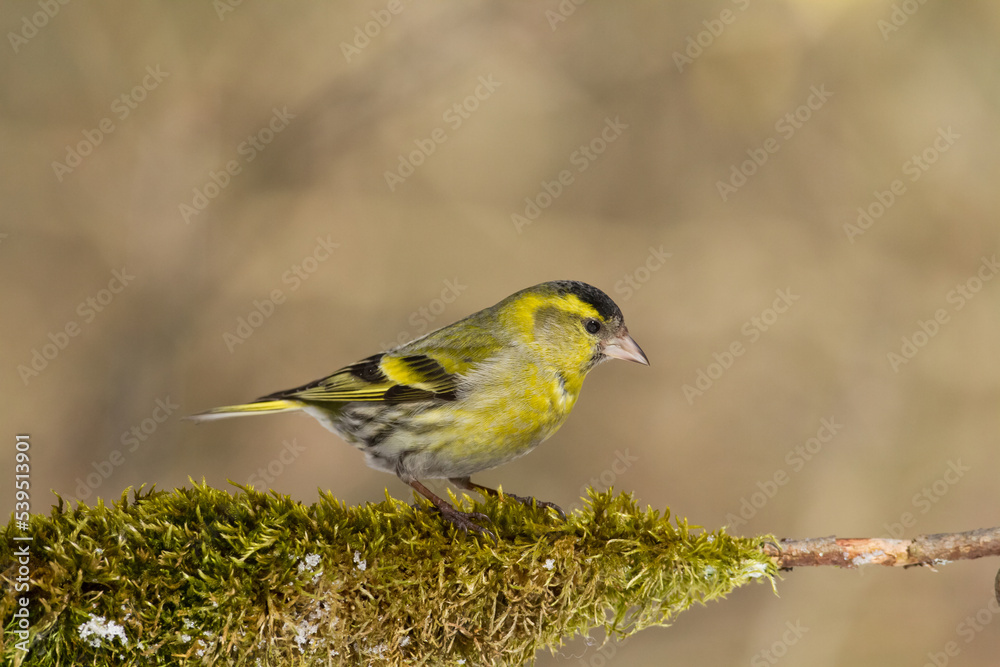 Bird Siskin Carduelis spinus male, small yellow bird, winter time in Poland Europe Bird Siskin Carduelis spinus male, small yellow bird, winter time in Poland Europe