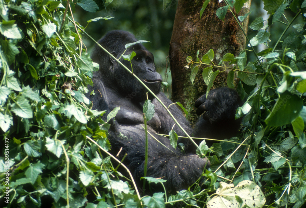 Obraz premium Gorille des montagnes, Gorilla beringei beringei, République démocratique du Congo