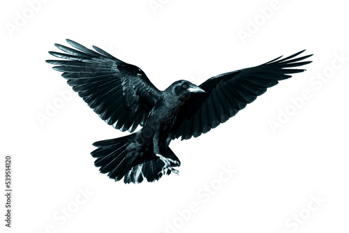 Rook Corvus frugilegus flying black bird isolated on white background