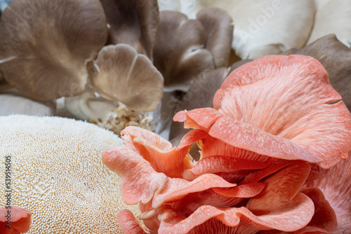 Grouping of fresh harvestyed exotic mushrooms photo