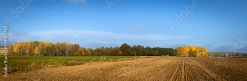 panorama october landscape - autumn sunny day, beautiful trees with colorful leaves, Poland, Europe, Podlasie, forest near the cultivated field