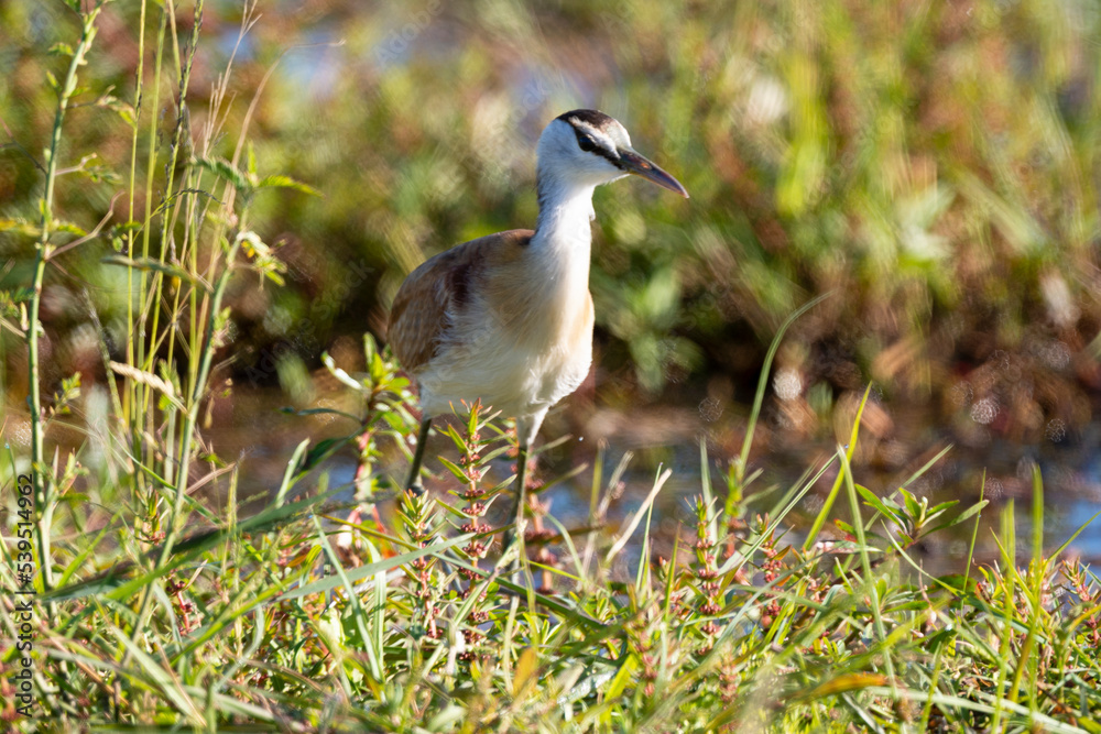 Jacana à poitrine dorée, immature,.Actophilornis africanus, African Jacana, Parc national Kruger, Afrique du Sud Jacana à poitrine dorée, immature,.Actophilornis africanus, African Jacana, Parc national Kruger, Afrique du Sud