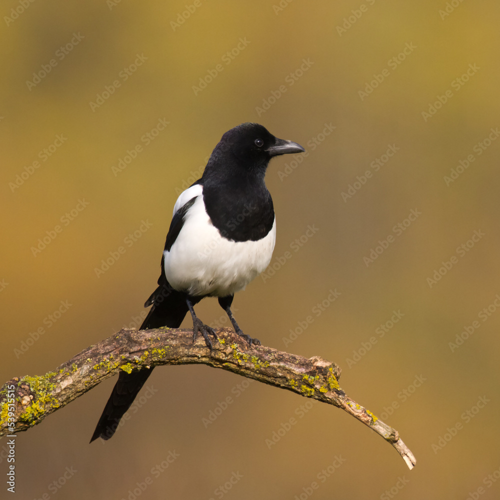 Obraz premium Bird - Common magpie Pica pica, very smart and clever bird with black and white plumage on blurred background
