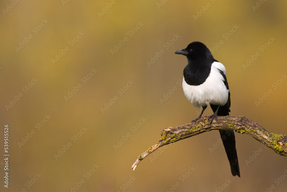 Bird - Common magpie Pica pica, very smart and clever bird with black and white plumage on blurred background Bird - Common magpie Pica pica, very smart and clever bird with black and white plumage on blurred background