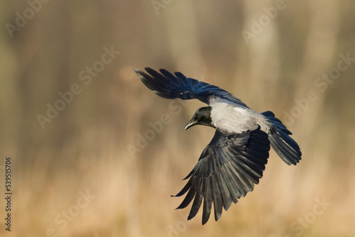 Bird Hooded Crow Corvus corone bird flying © Marcin Perkowski