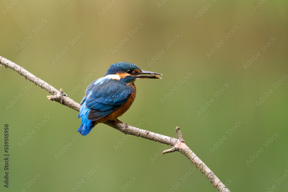 Kingfisher Alcedo atthis common kingfisher, bird - Poland, Europe Kingfisher Alcedo atthis common kingfisher, bird - Poland, Europe